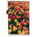IPS TFT 800×1280